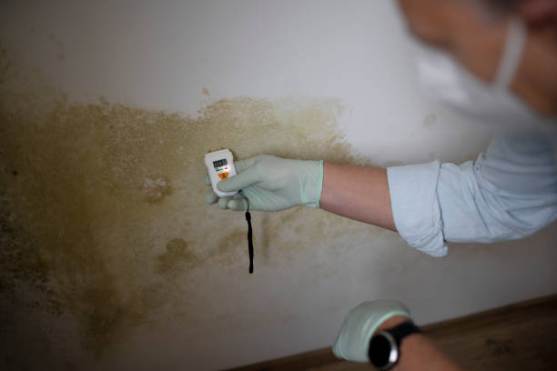Best Crawl Space Mold Remediation in Beacon, NY