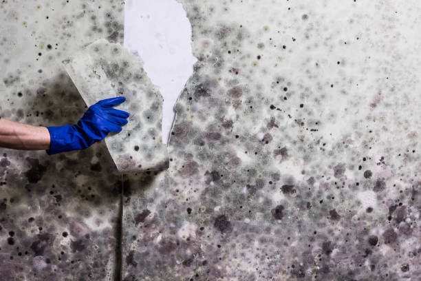 Professional Mold Remediation in Beacon, NY